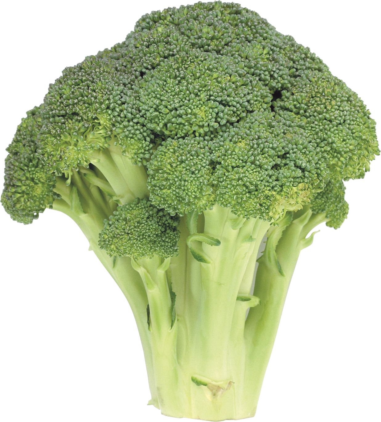 Broccoli PNG image    图片编号:2829