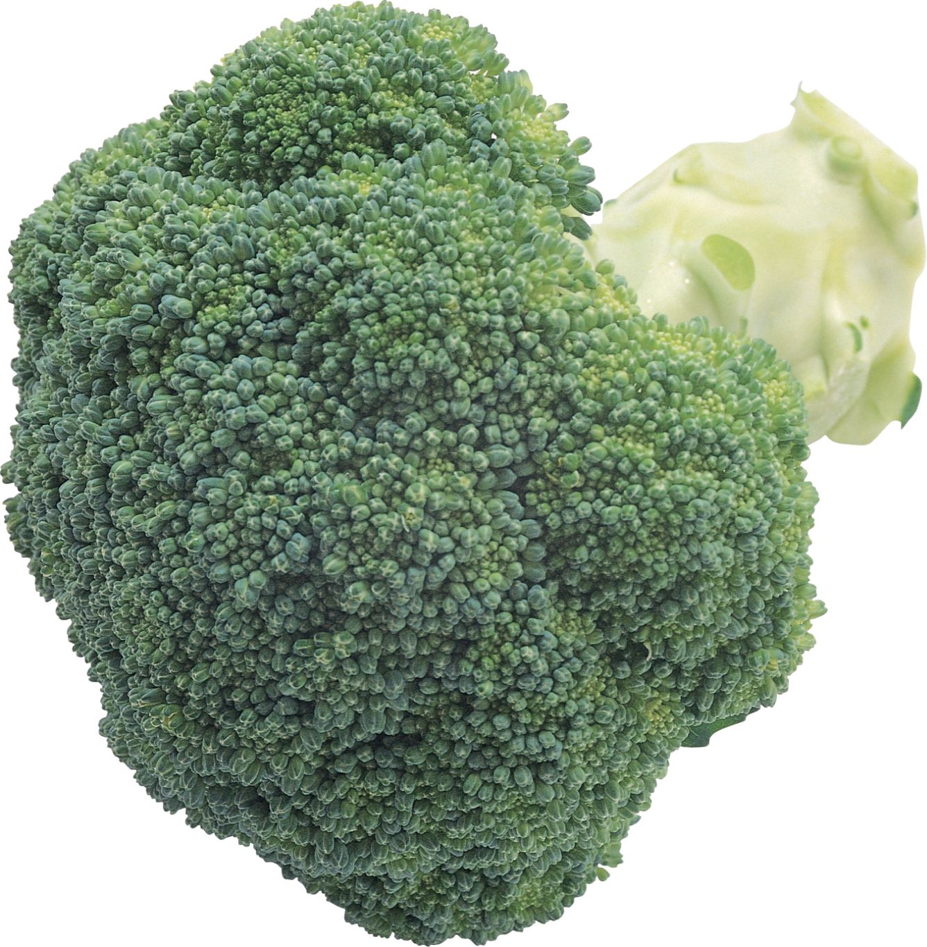 Broccoli PNG image    图片编号:2830