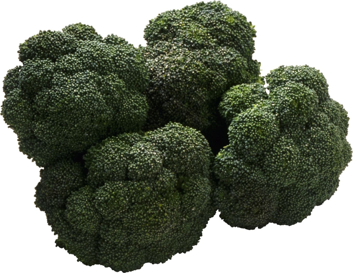 Broccoli PNG image    图片编号:2831