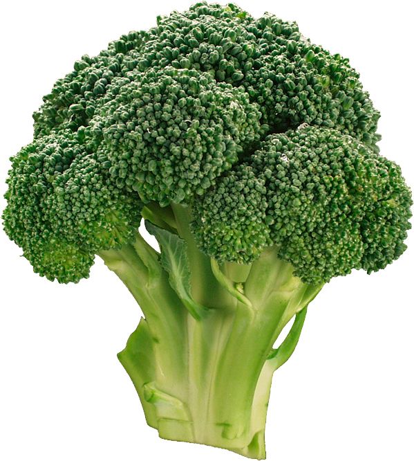 Broccoli PNG    图片编号:72859