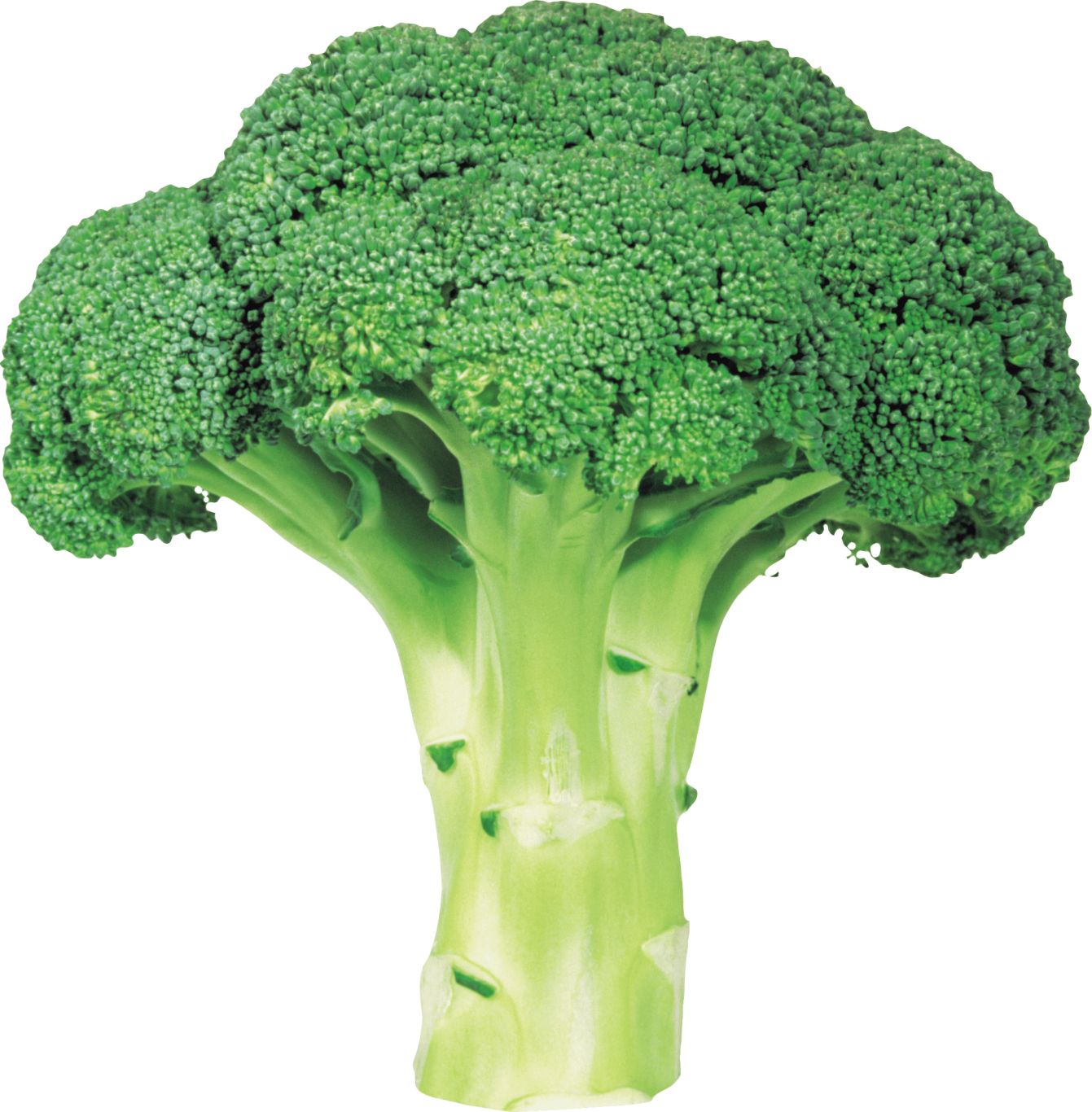 Broccoli PNG    图片编号:72870