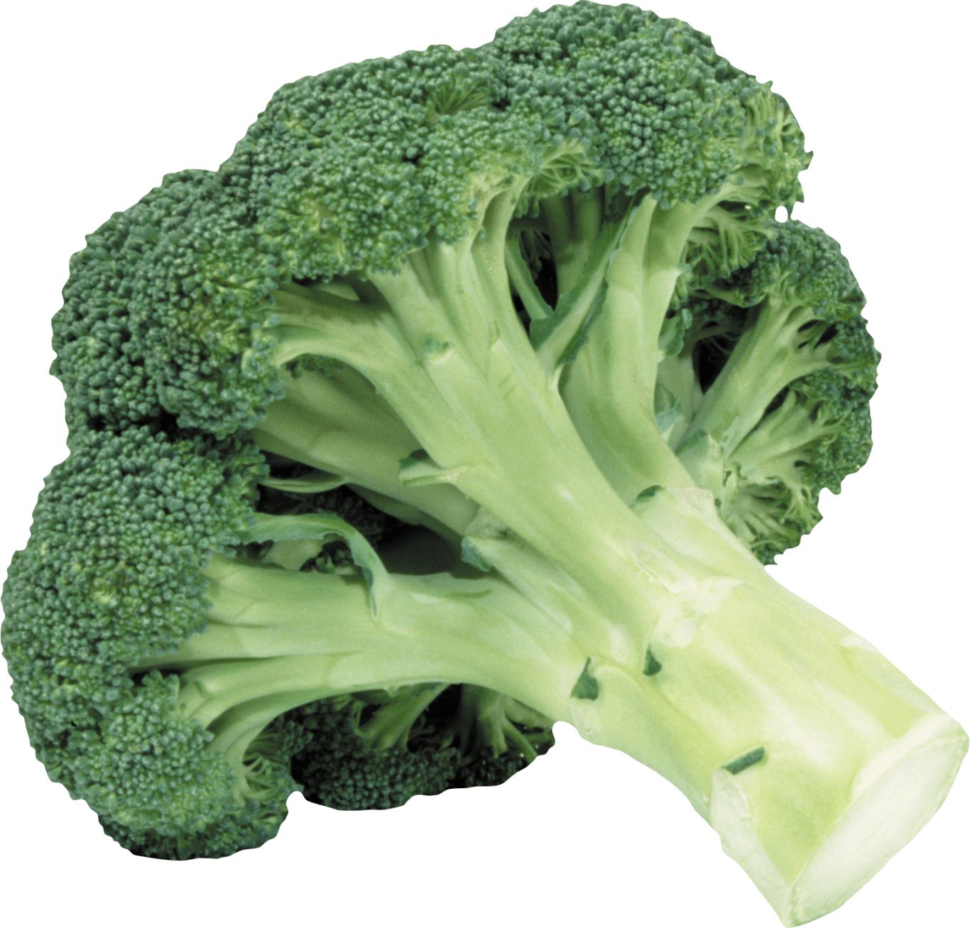 Broccoli PNG    图片编号:72880