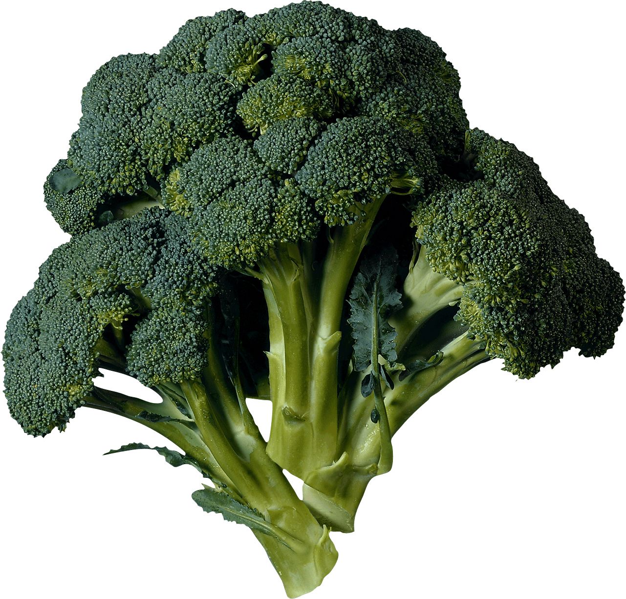 Broccoli PNG    图片编号:72883