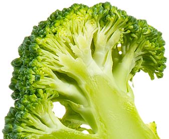 Broccoli PNG    图片编号:72897
