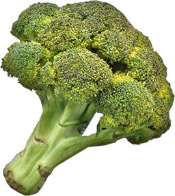 Broccoli PNG    图片编号:72898