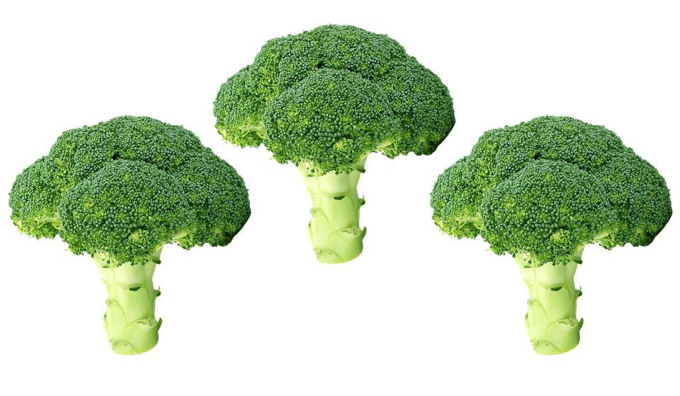 Broccoli PNG    图片编号:72908