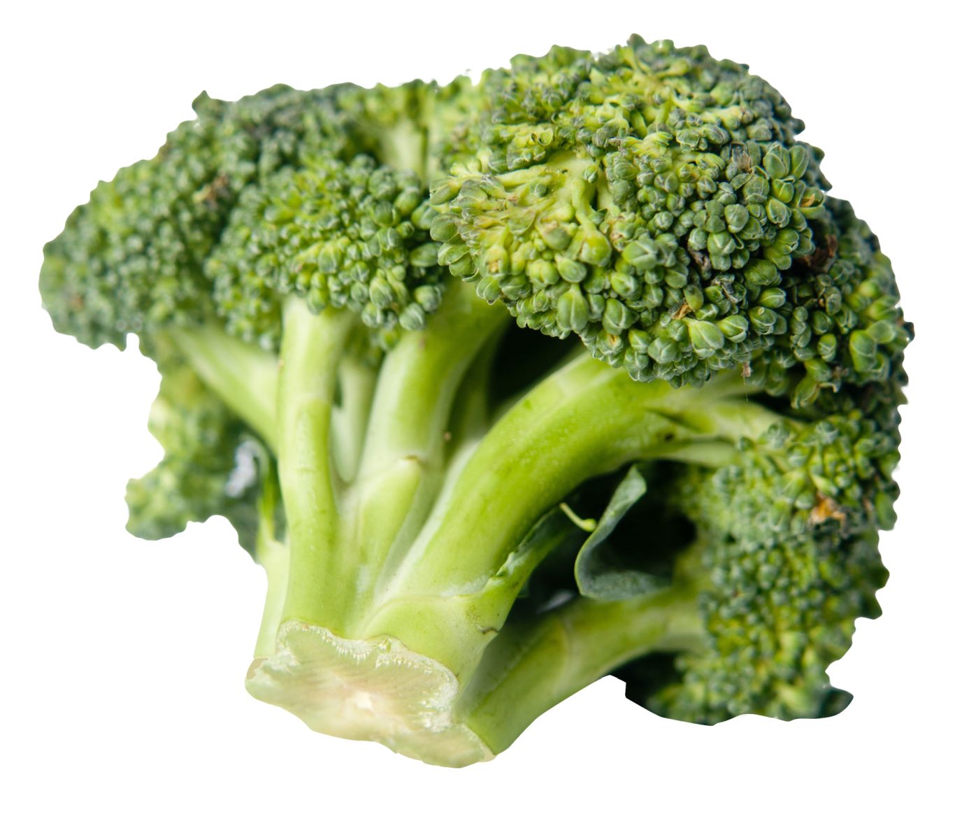 Broccoli PNG    图片编号:72910