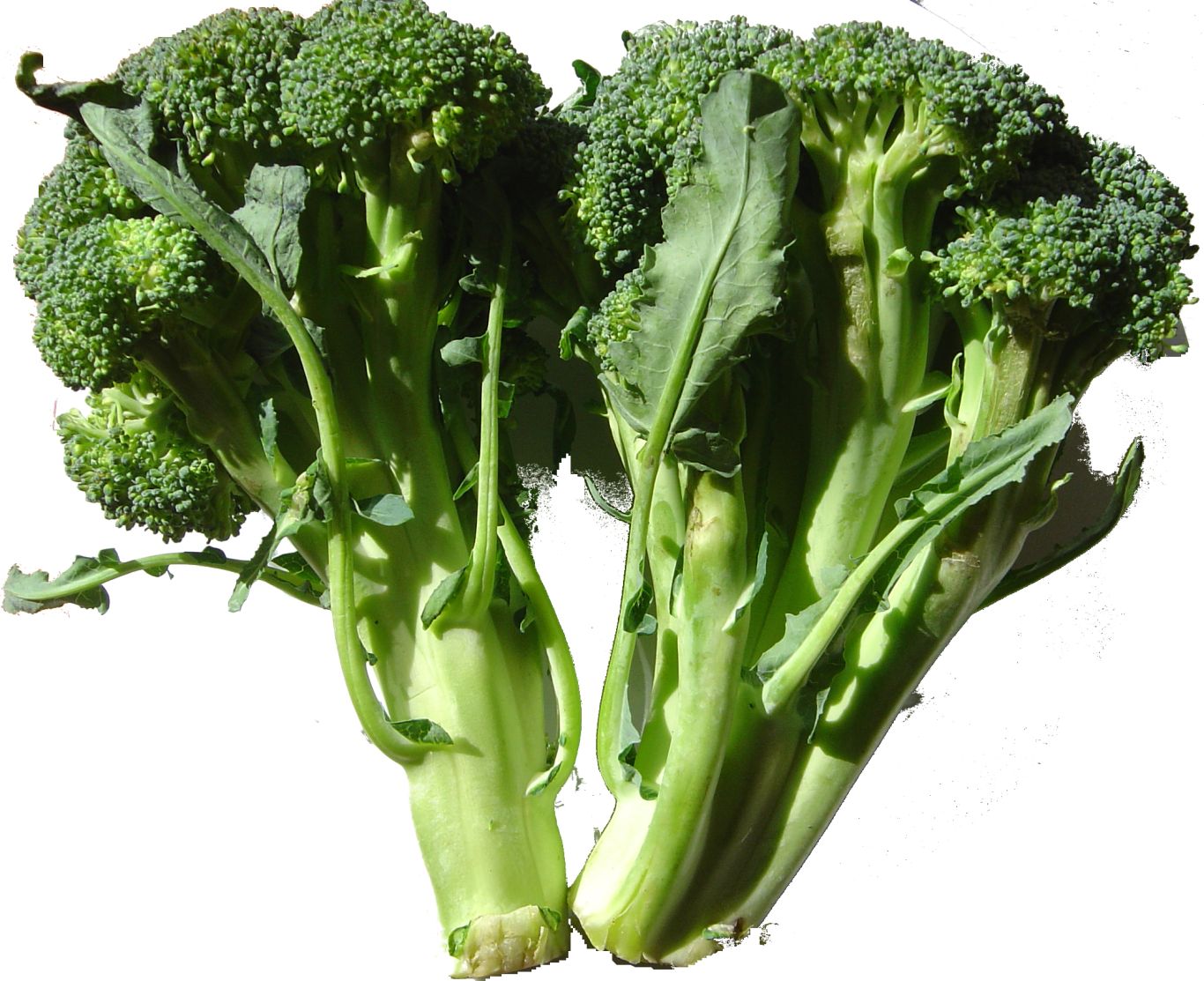 Broccoli PNG    图片编号:72922