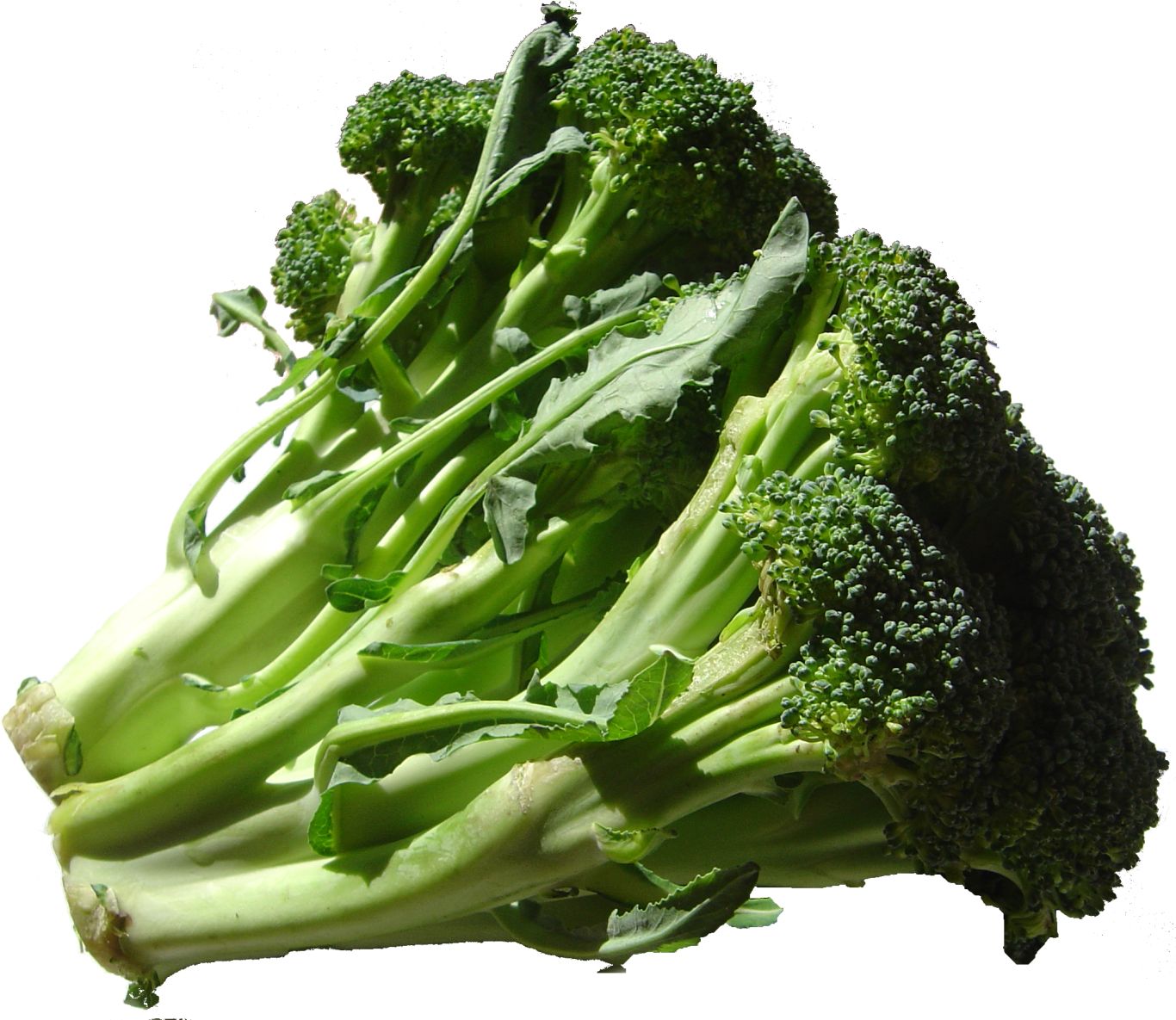 Broccoli PNG    图片编号:72923