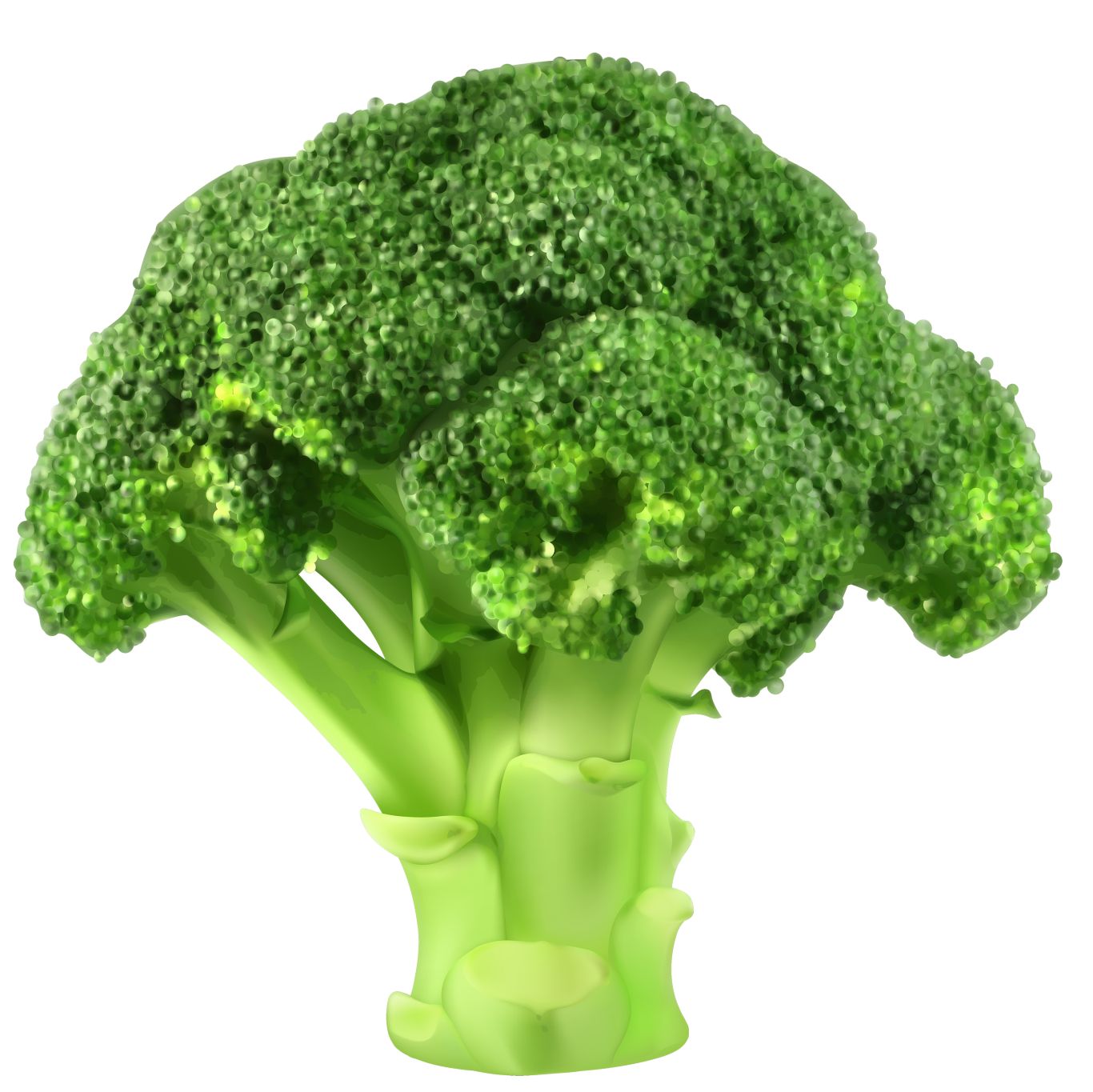 Broccoli PNG    图片编号:72926