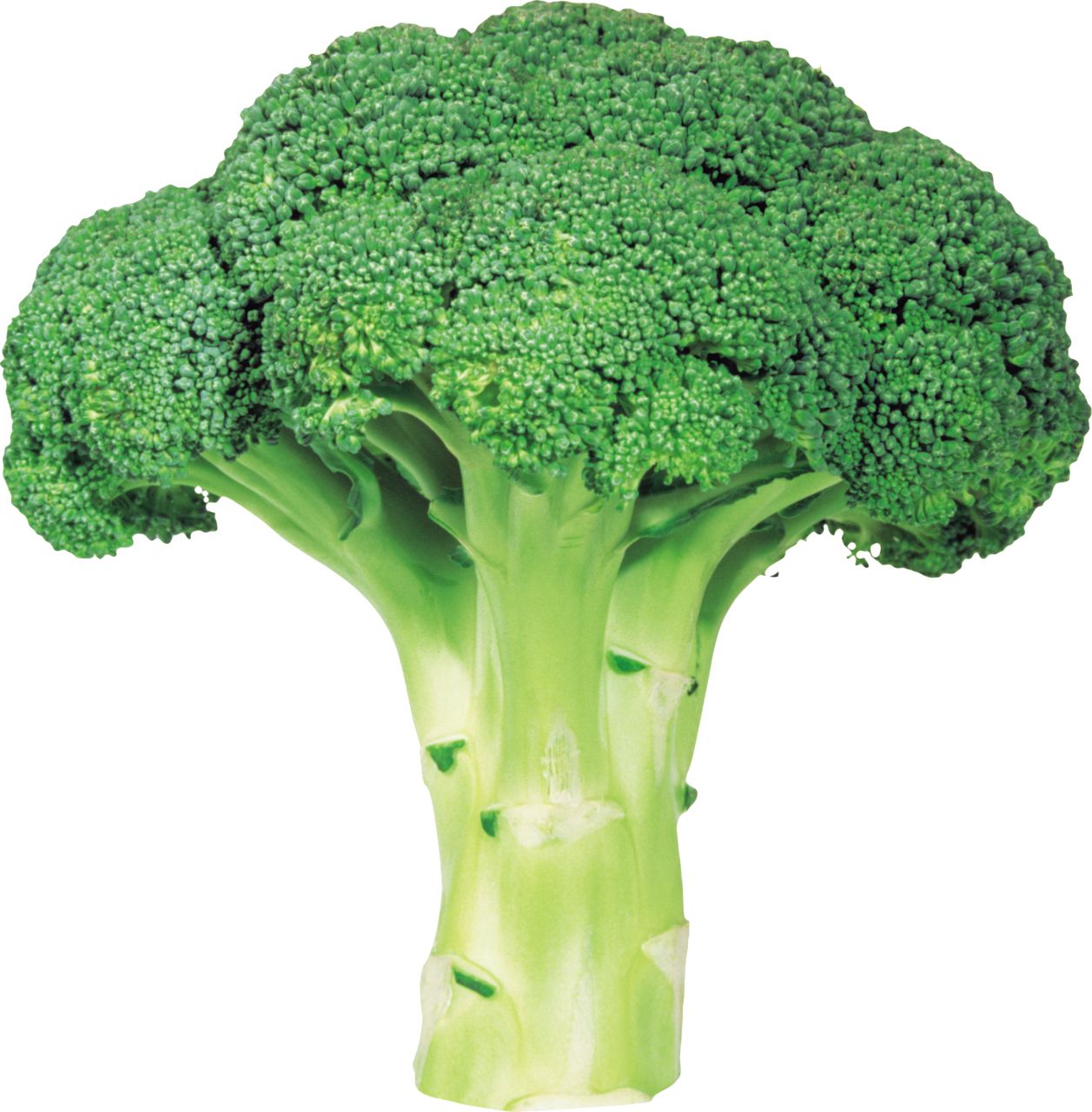Broccoli PNG    图片编号:72932