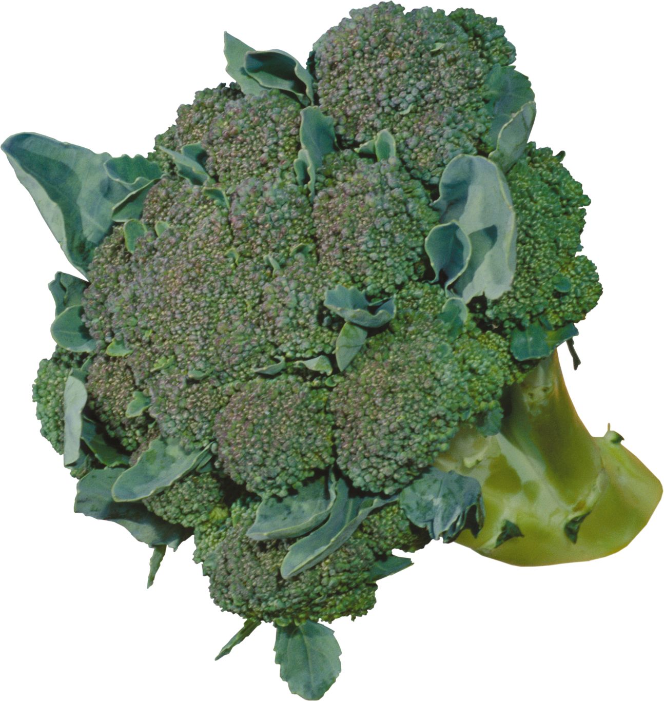 Broccoli PNG    图片编号:72934