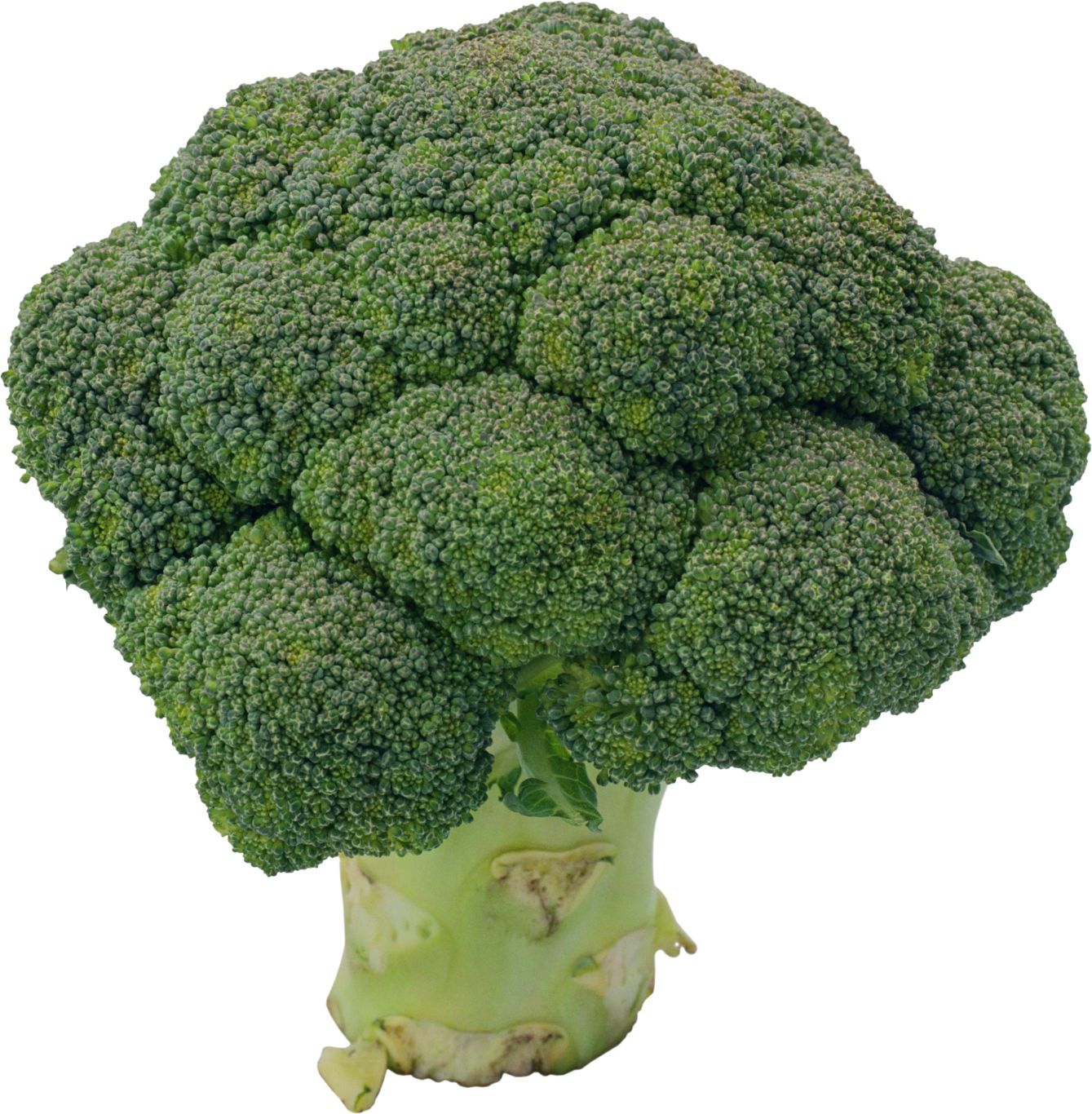 Broccoli PNG    图片编号:72935