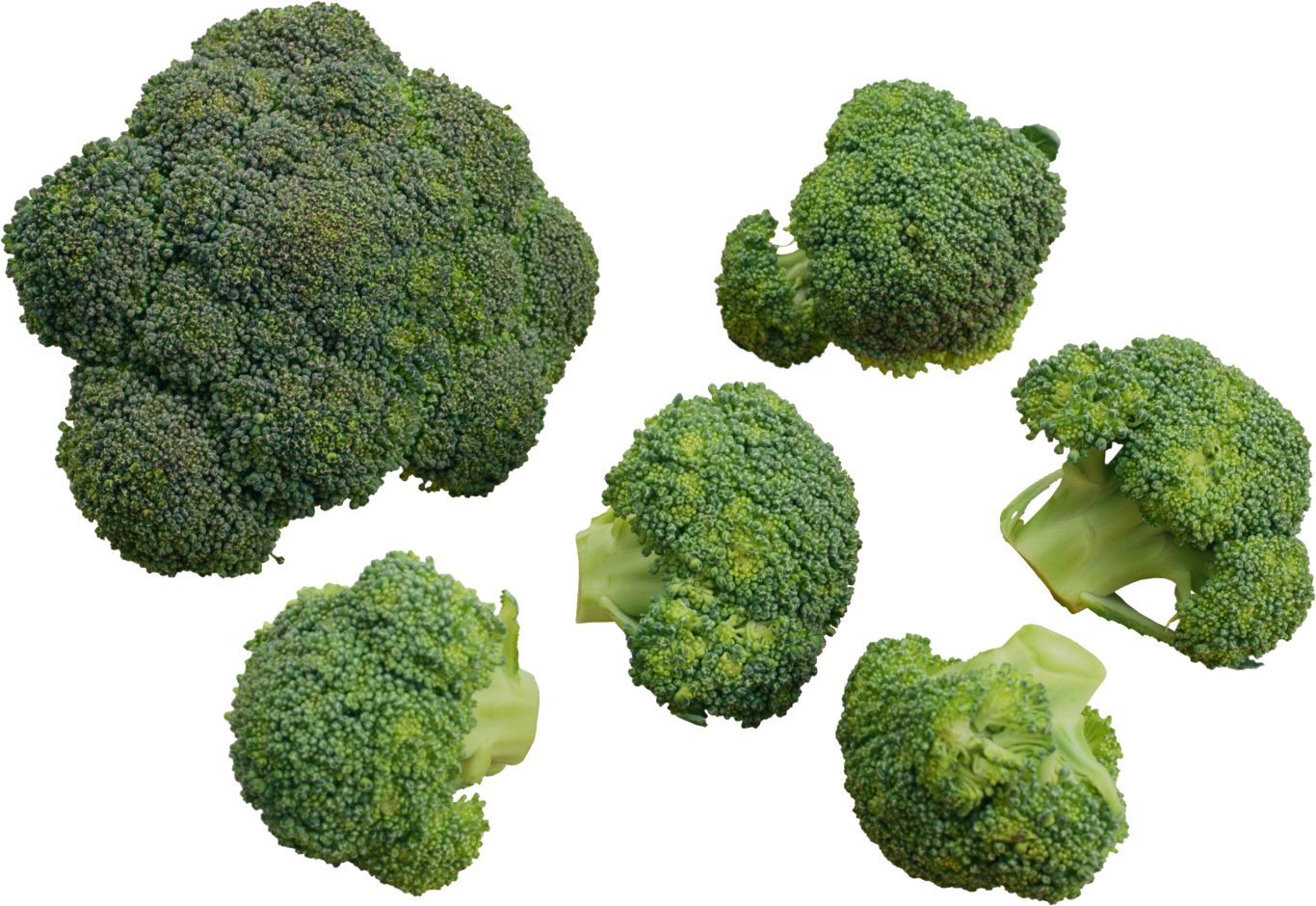 Broccoli PNG    图片编号:72936