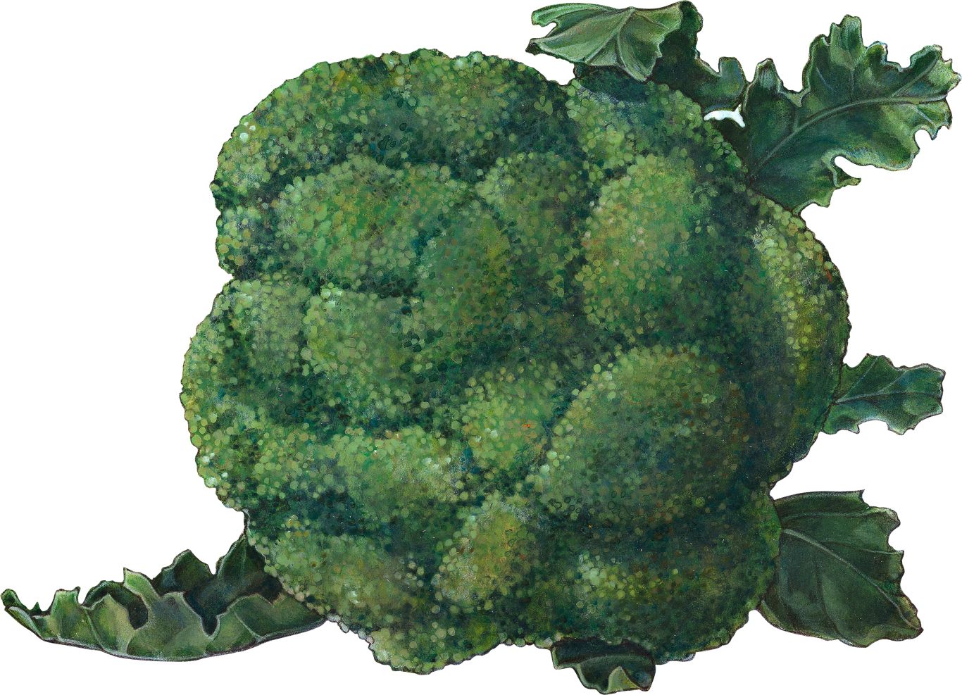 Broccoli PNG    图片编号:72938