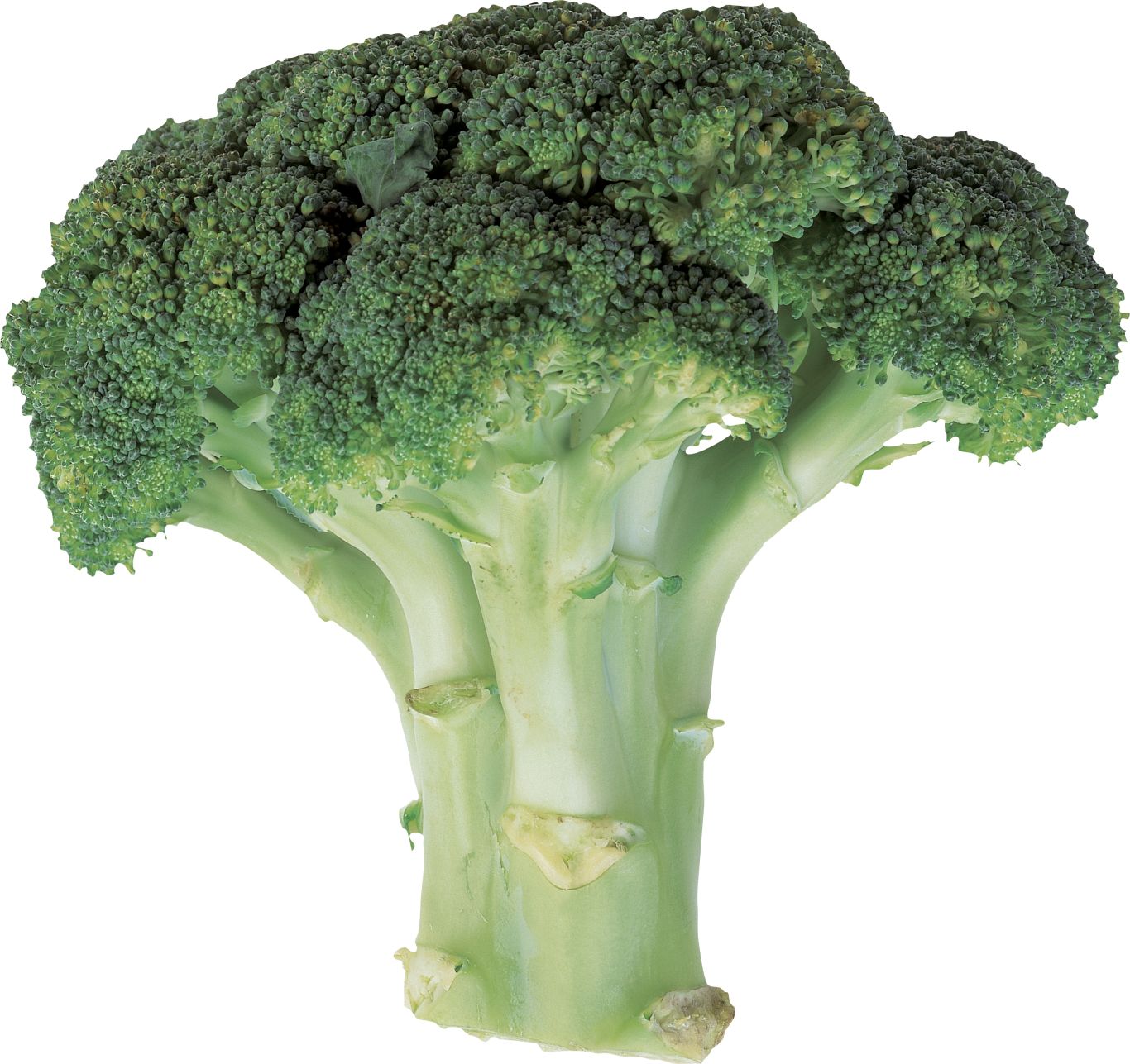 Broccoli PNG    图片编号:72939