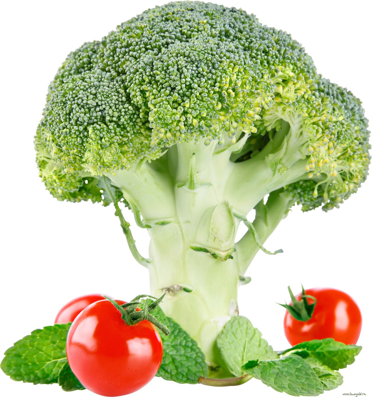 Broccoli PNG    图片编号:72942