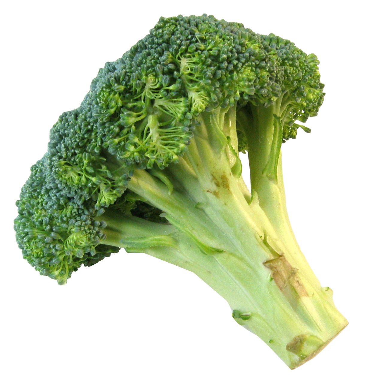 Broccoli PNG    图片编号:72949