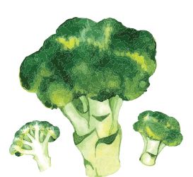 Broccoli PNG    图片编号:72951
