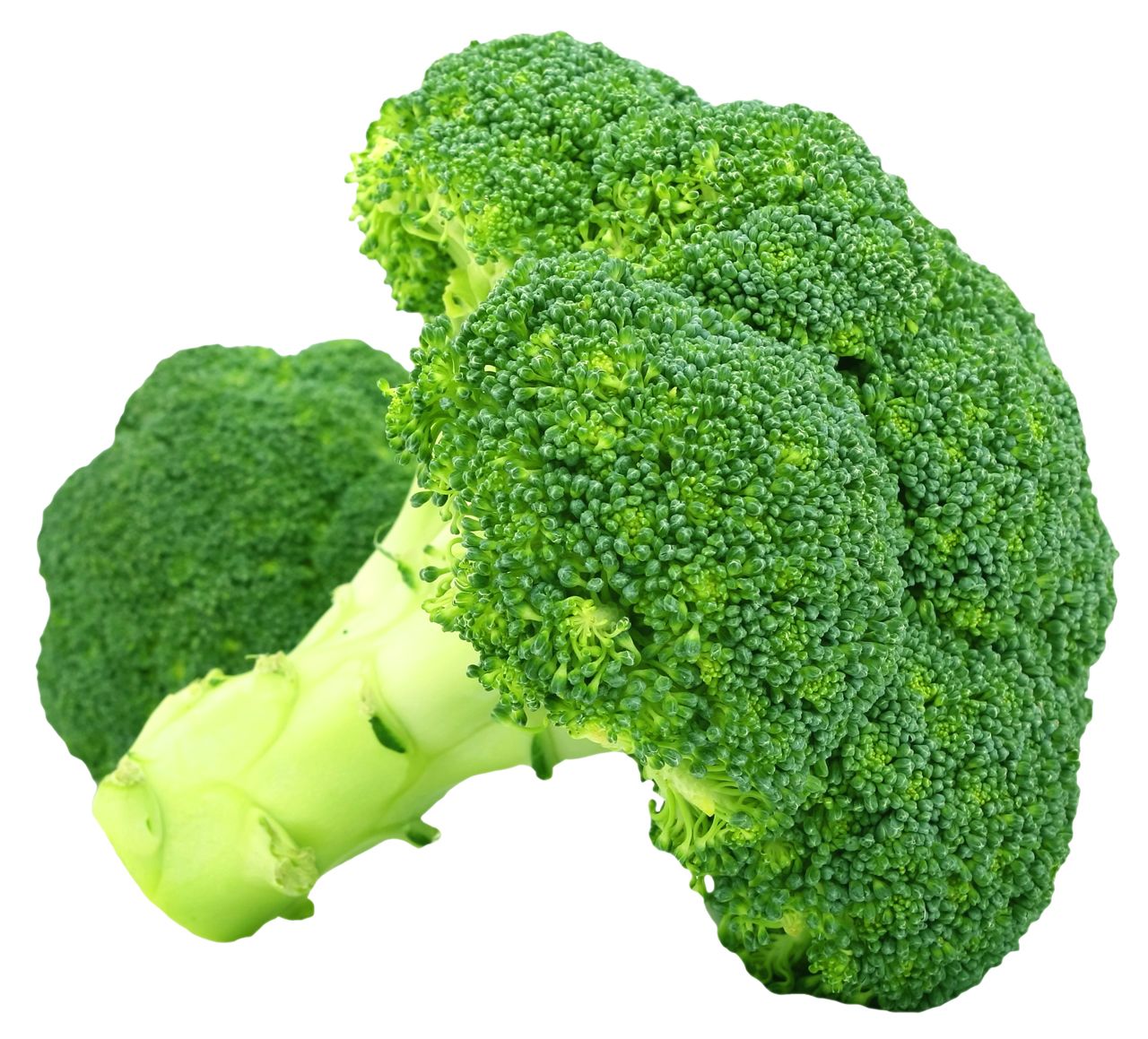 Broccoli PNG    图片编号:72966