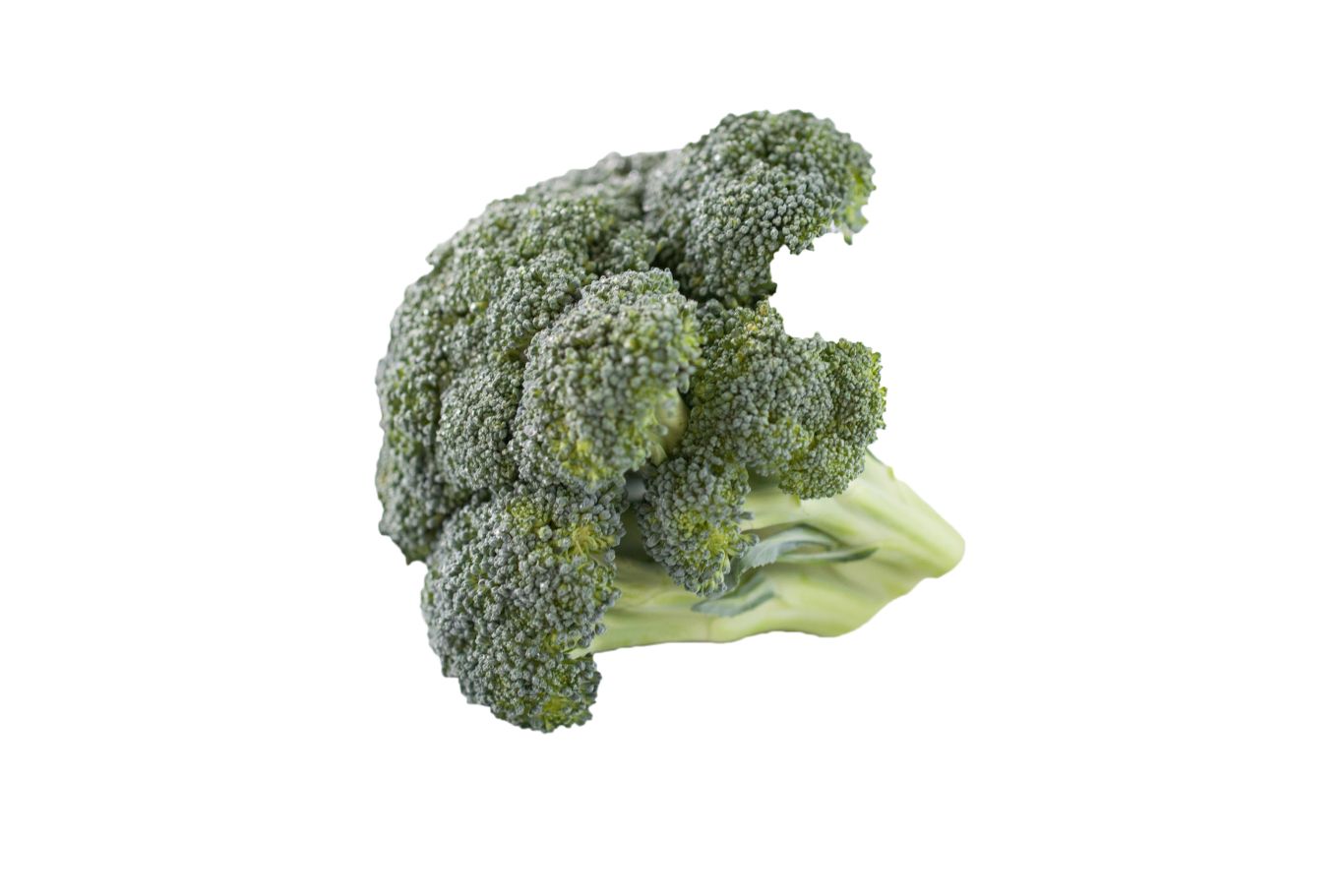 Broccoli PNG    图片编号:72971