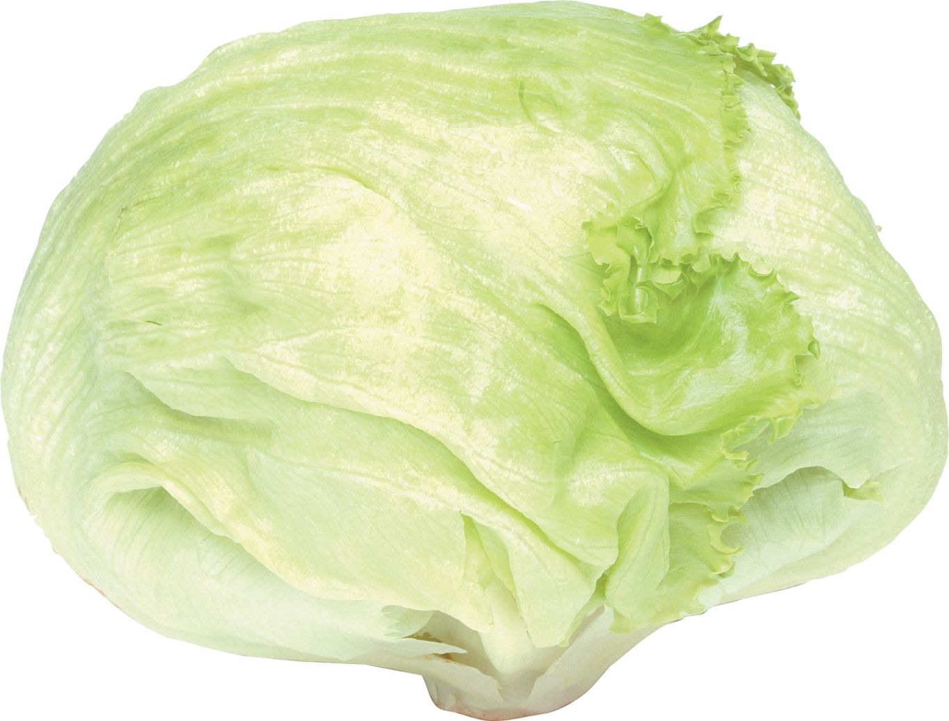 Cabbage PNG image    图片编号:8782