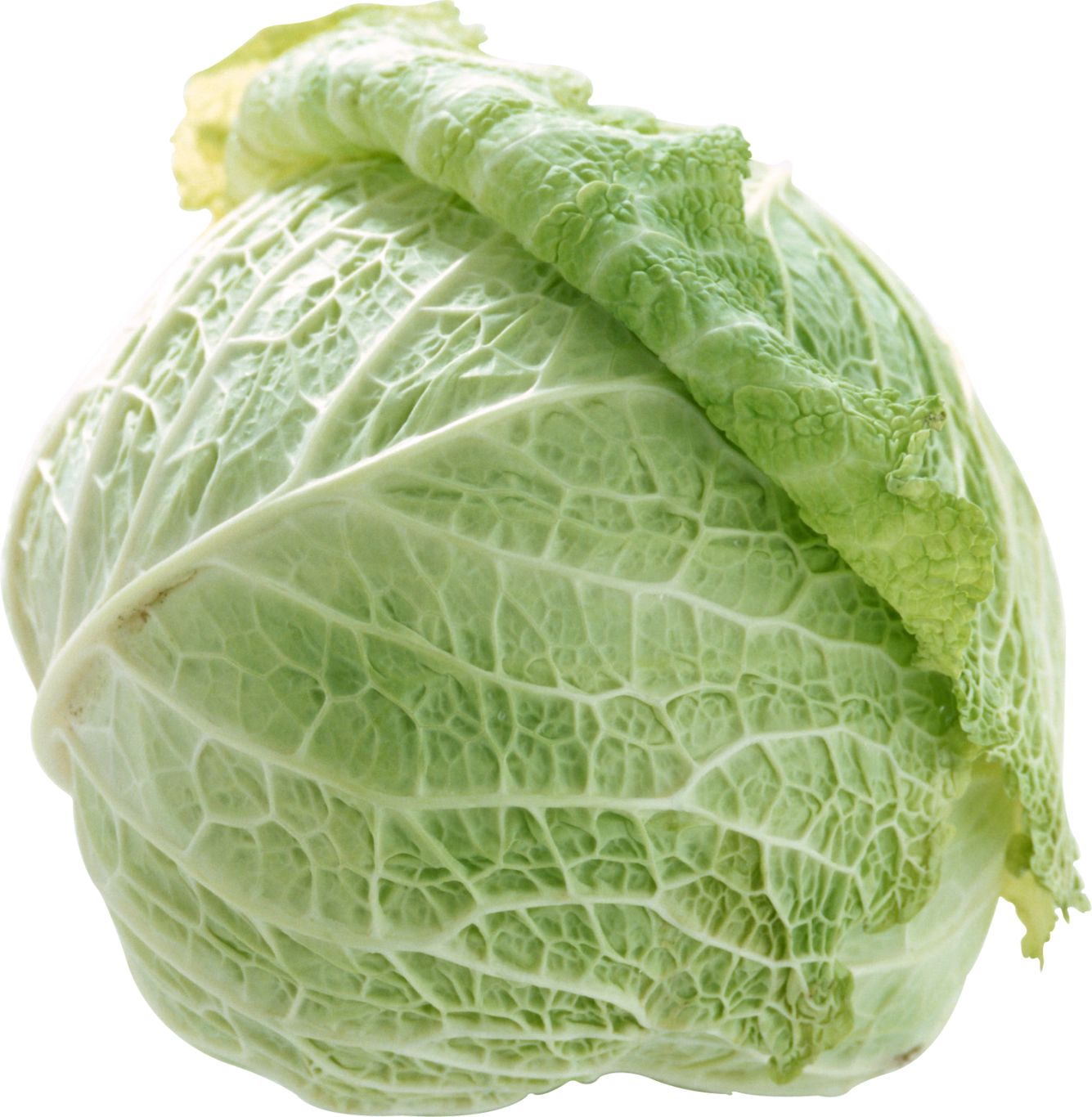 Cabbage PNG image    图片编号:8783