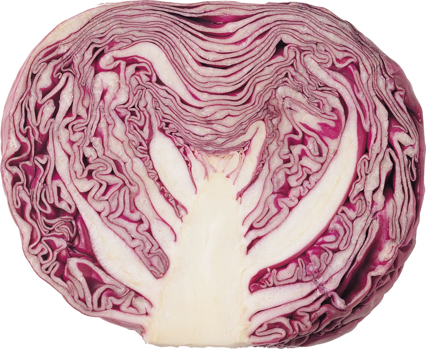 Cabbage PNG image    图片编号:8784
