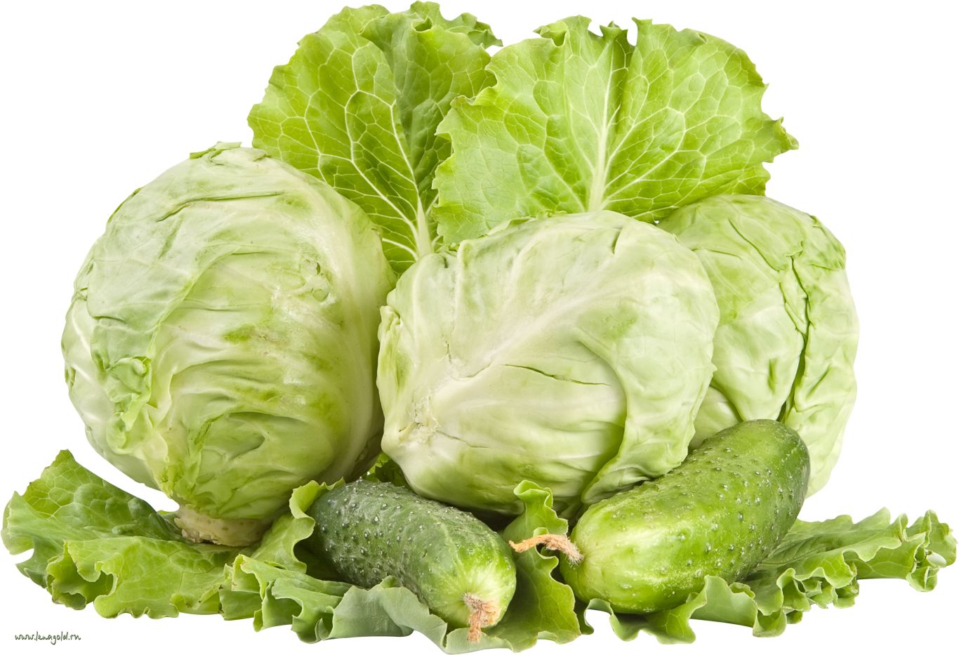 Cabbage PNG image    图片编号:8786