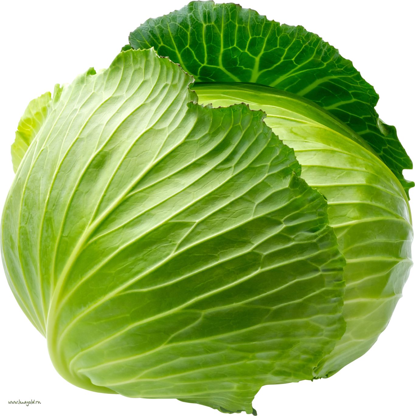 Cabbage PNG image    图片编号:8787