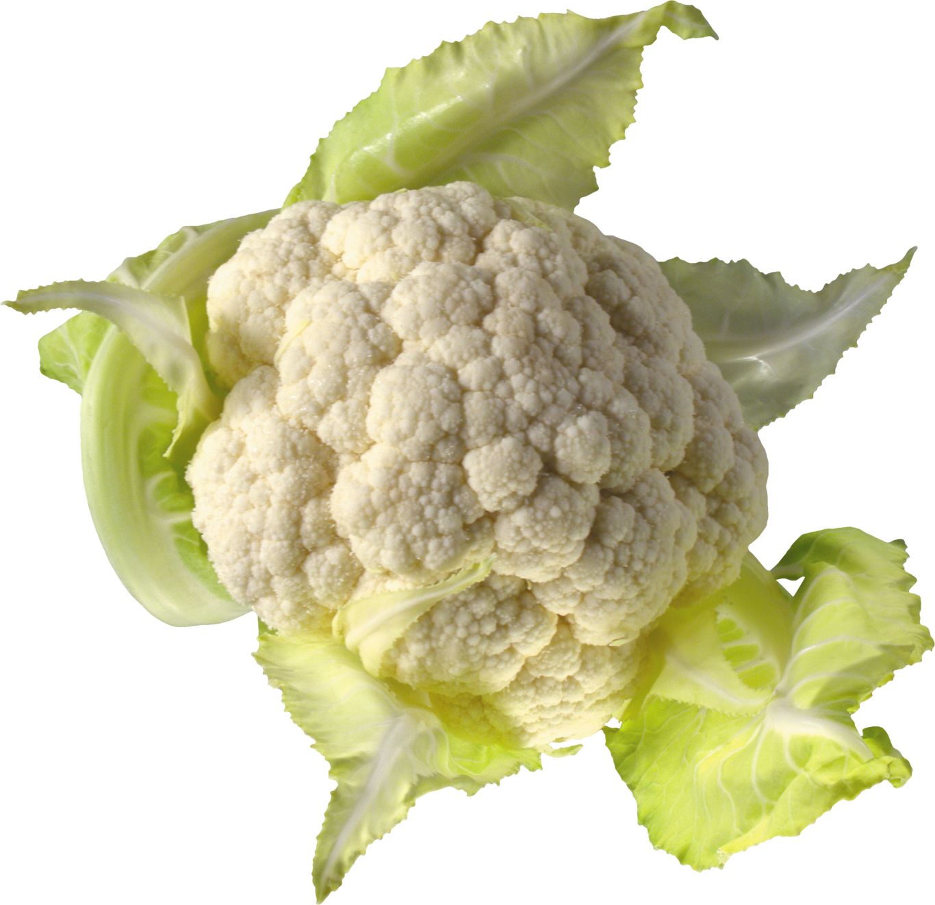 cauliflower PNG image    图片编号:8791