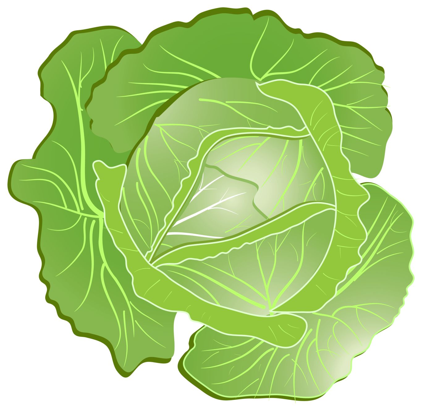 Cabbage PNG image    图片编号:8796