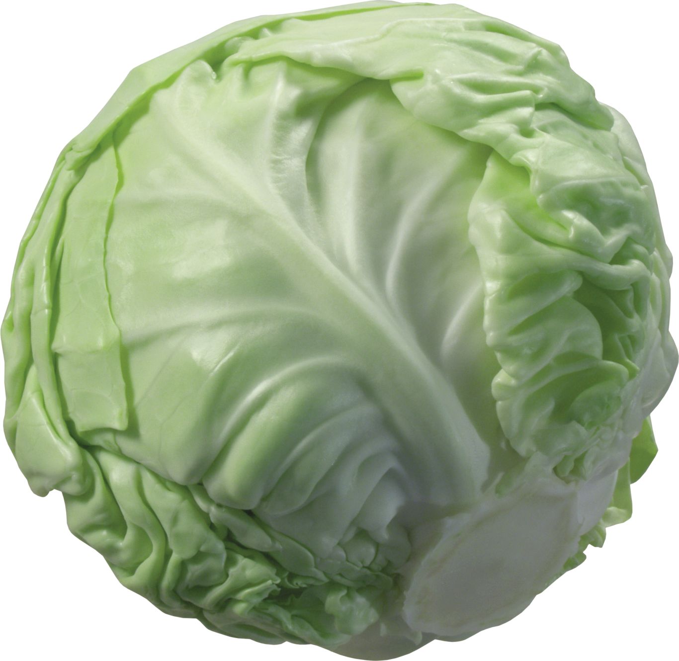 Cabbage PNG image    图片编号:8798