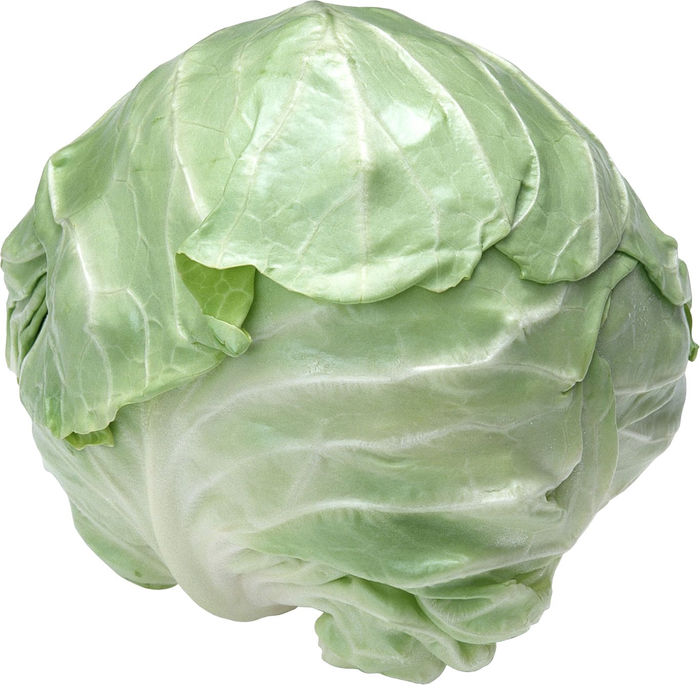 Cabbage PNG image    图片编号:8800