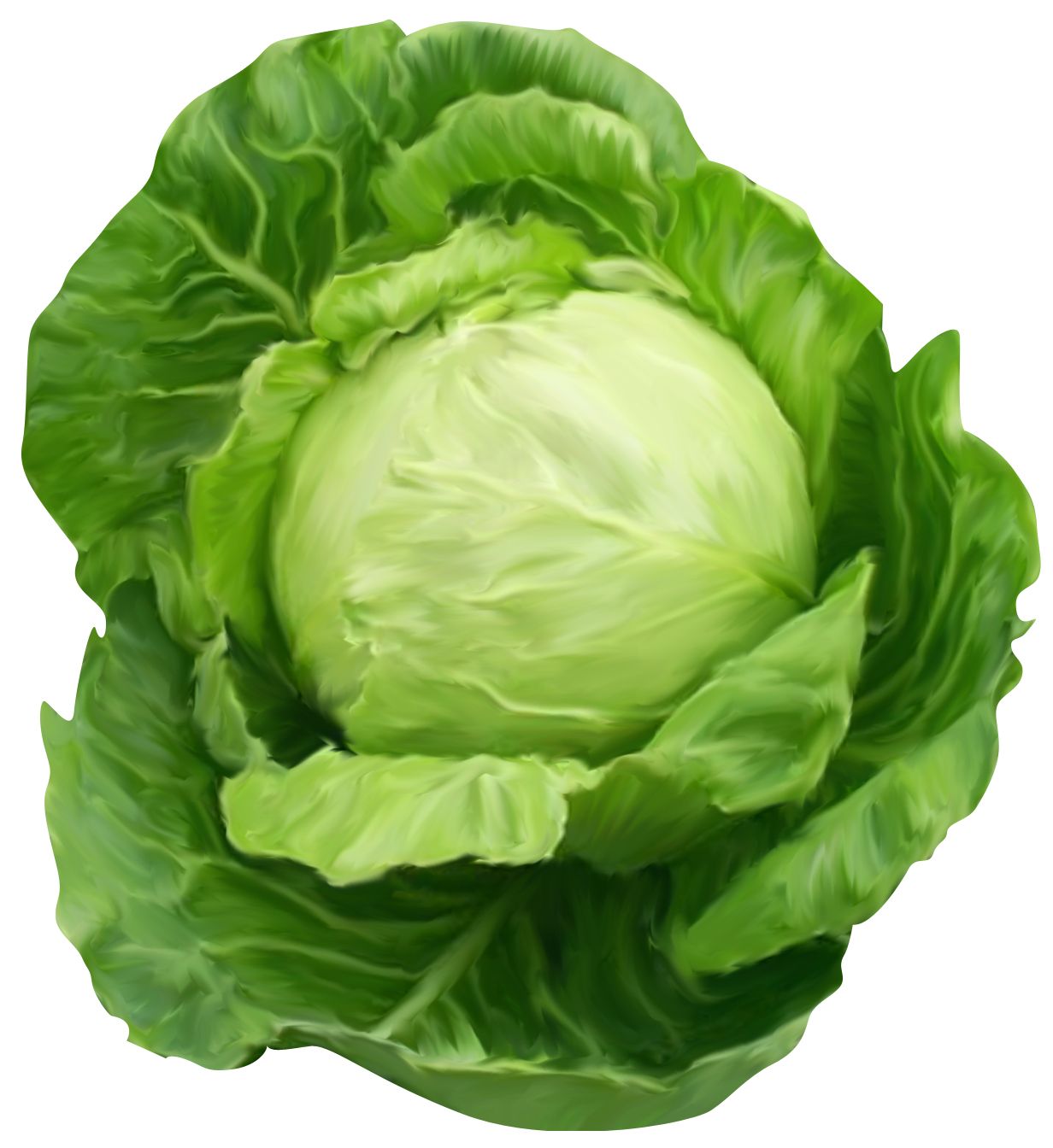 Cabbage PNG image    图片编号:8801
