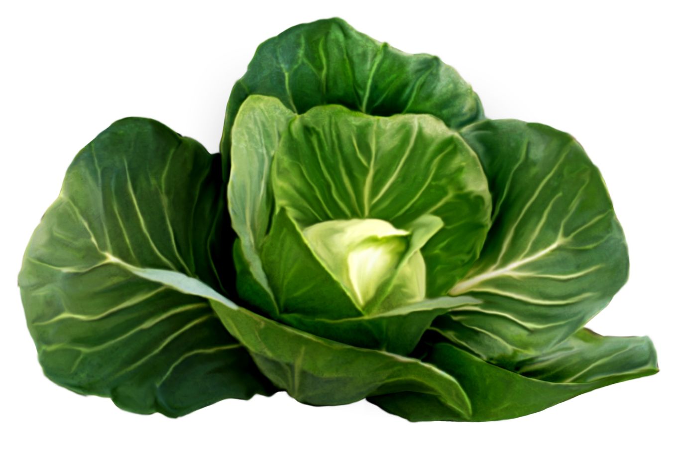 Cabbage PNG image    图片编号:8802
