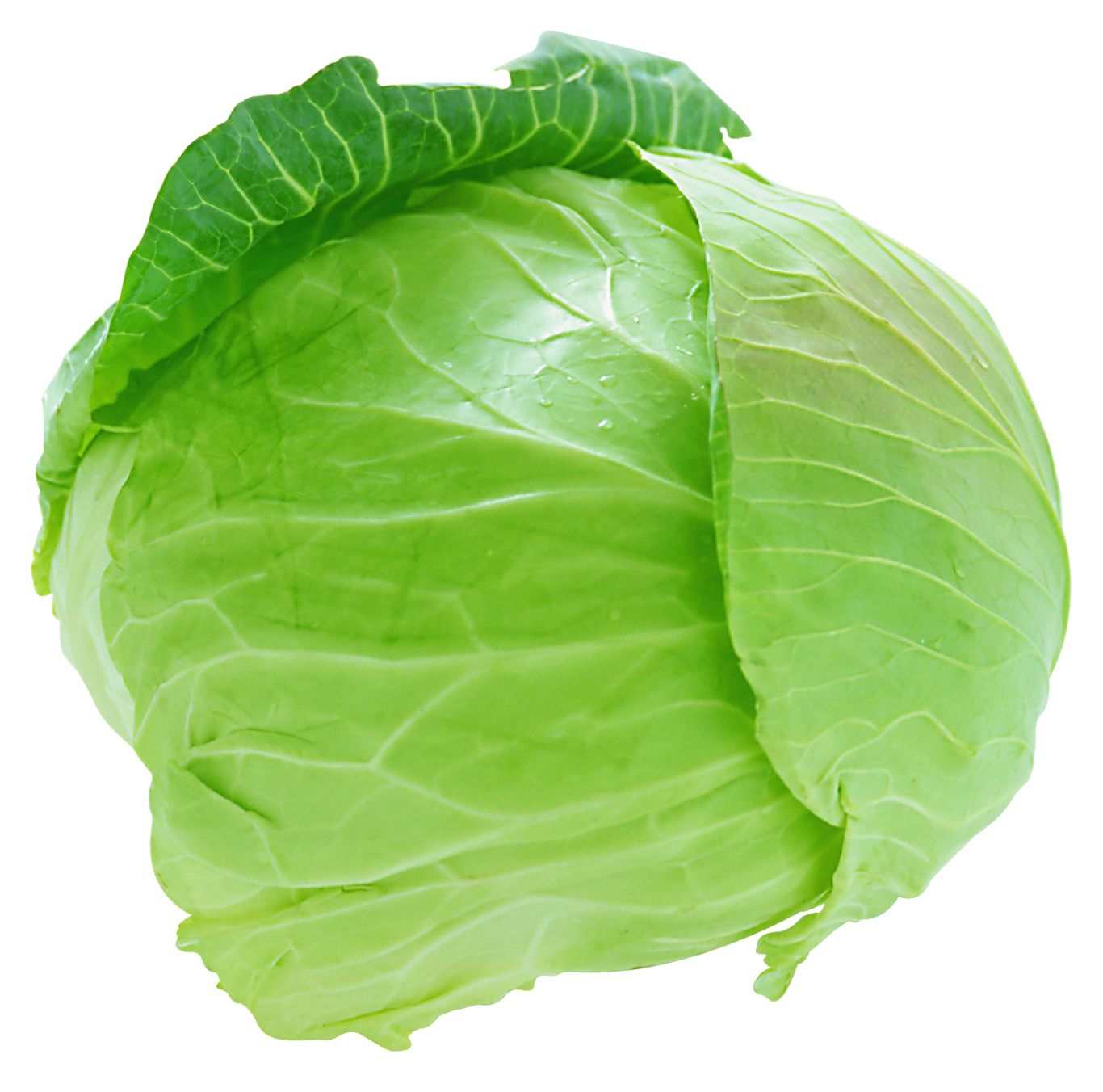 Cabbage PNG image    图片编号:8803