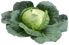 Cabbage PNG image    图片编号:8806