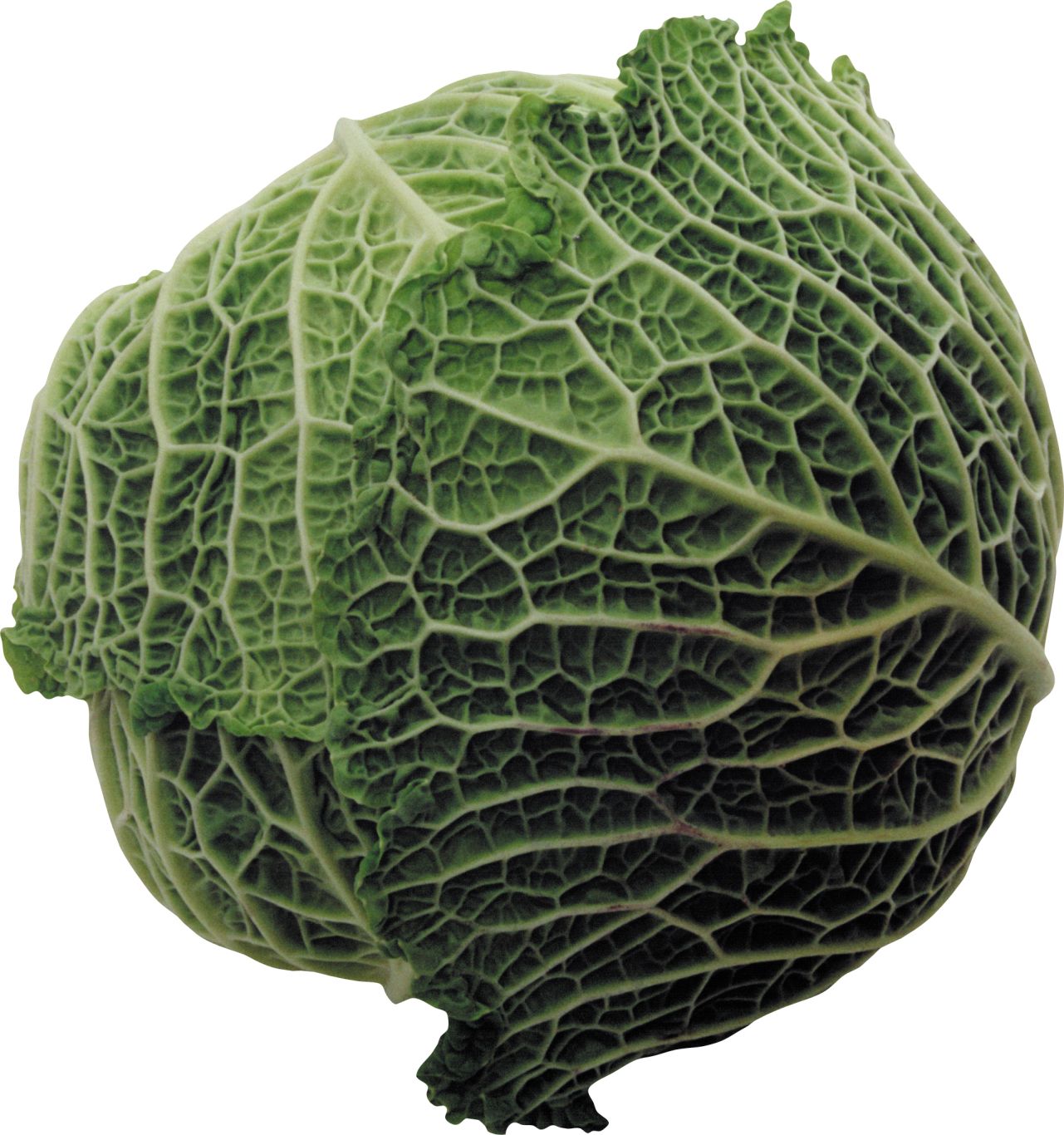 Cabbage PNG image    图片编号:8810