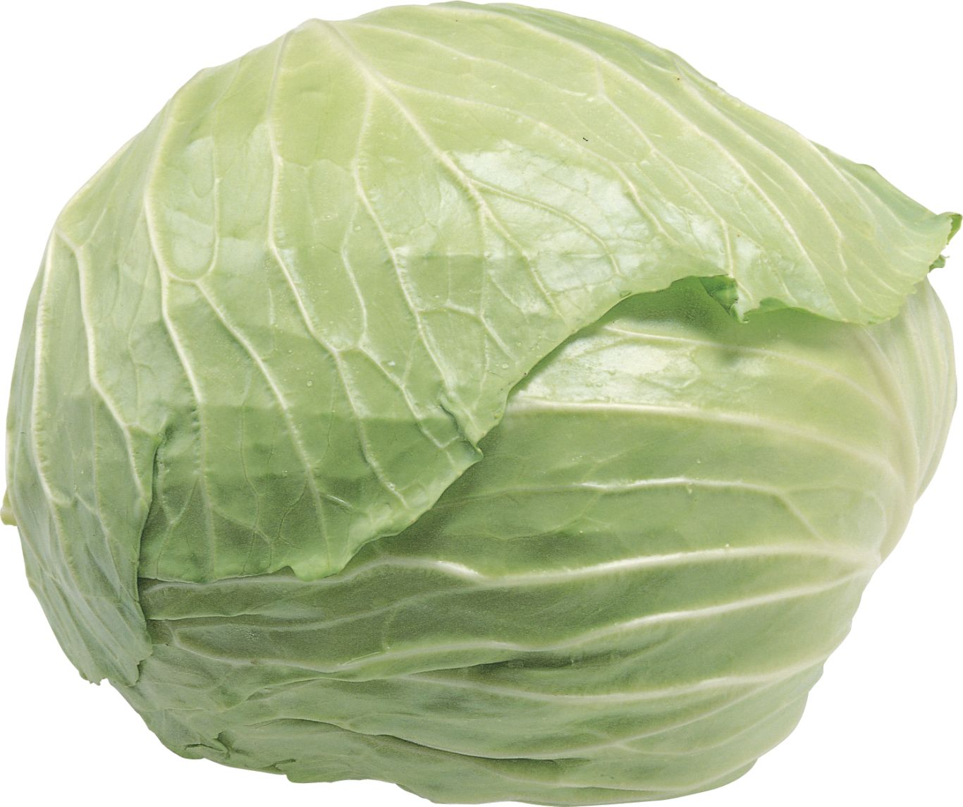 Cabbage PNG image    图片编号:8815