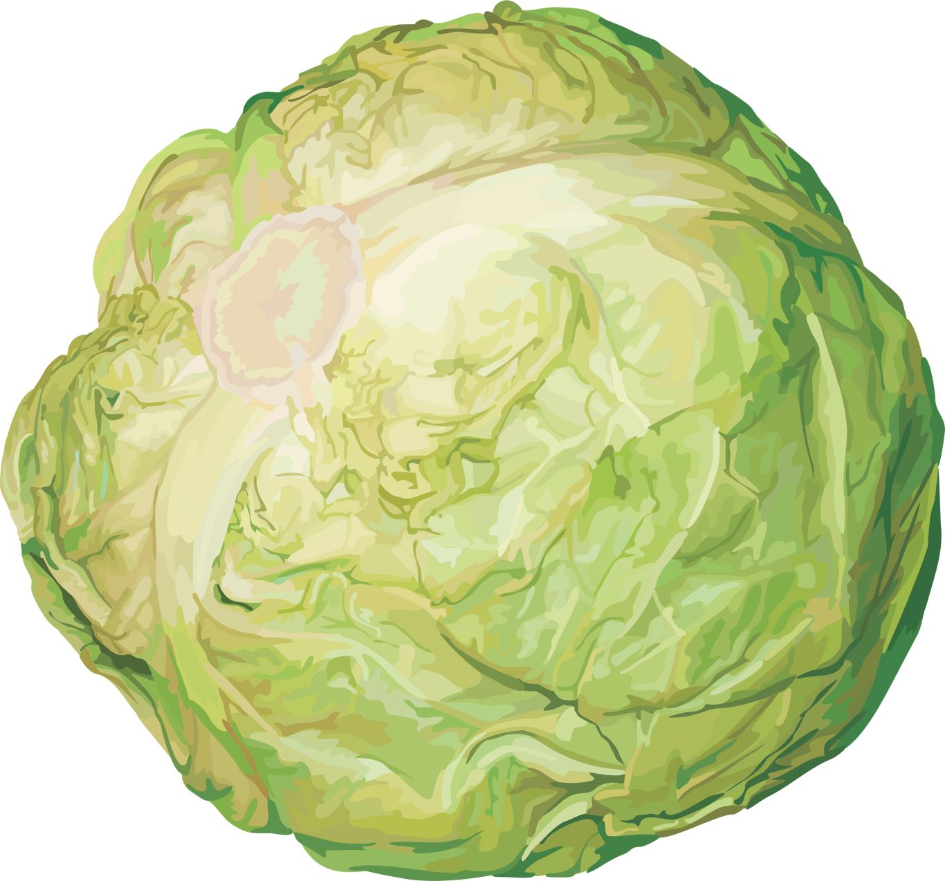 Cabbage PNG image    图片编号:8817