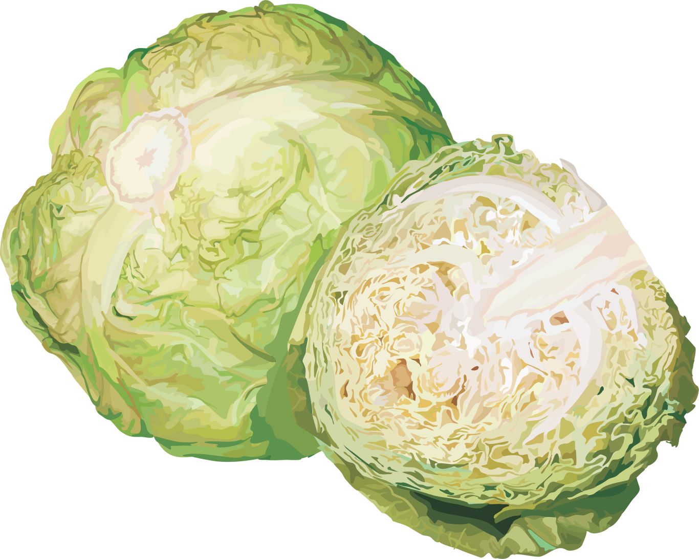 Cabbage PNG image    图片编号:8818