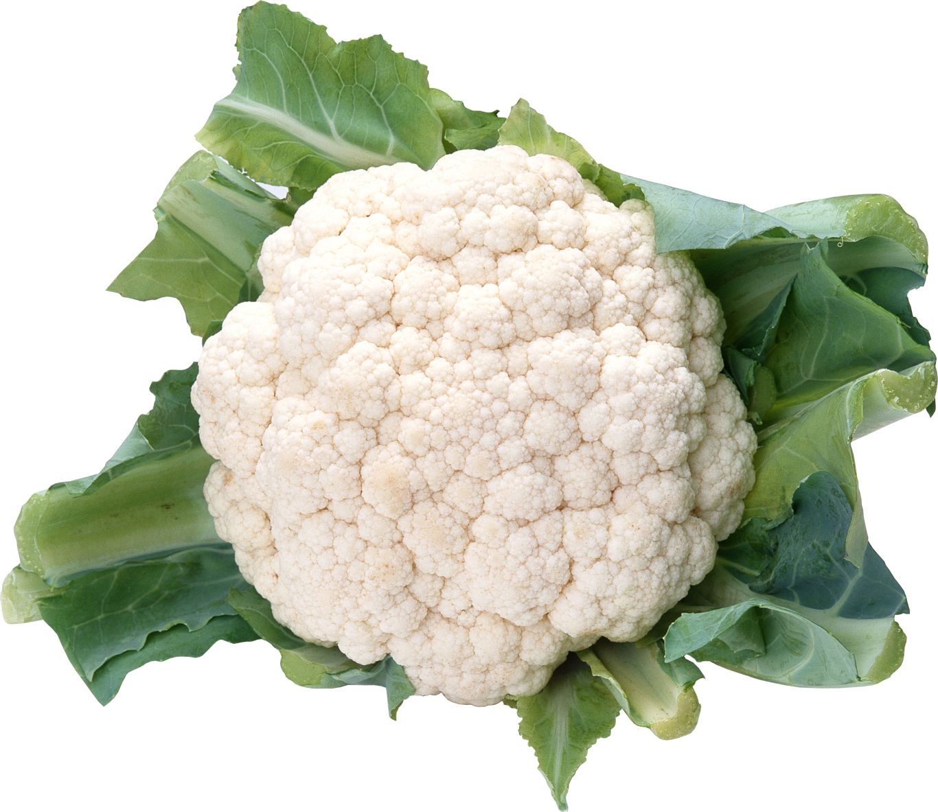 cauliflower PNG image    图片编号:8824