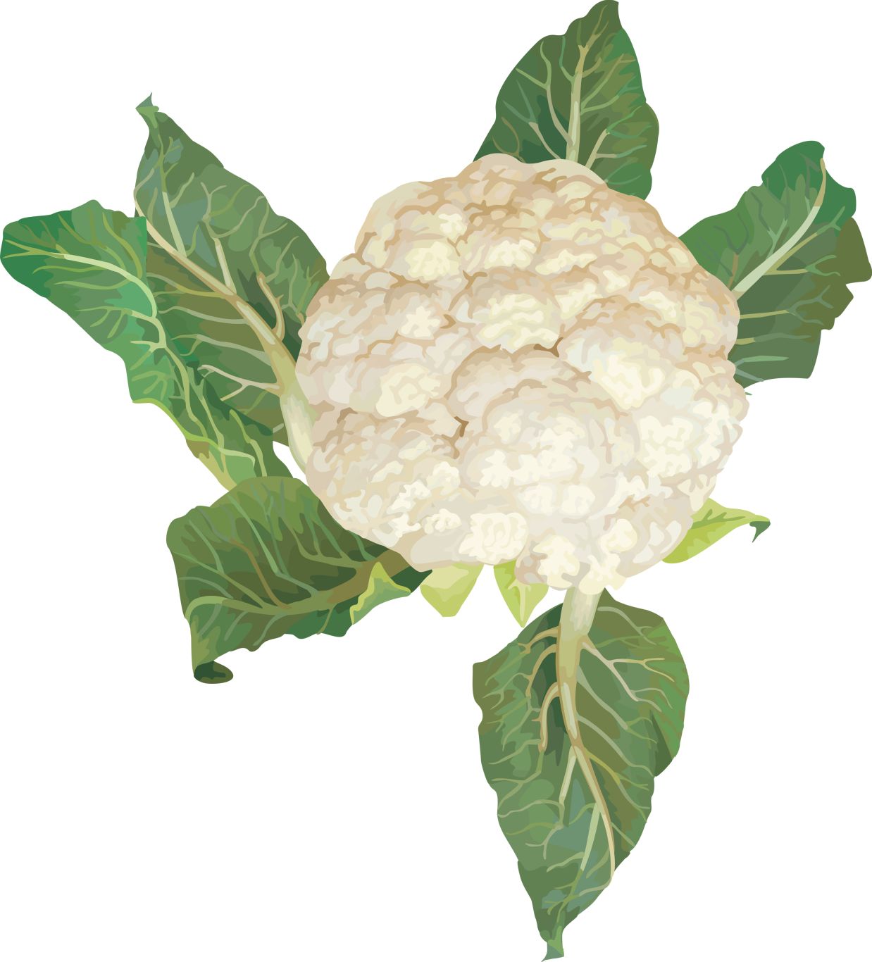 cauliflower PNG image    图片编号:8825