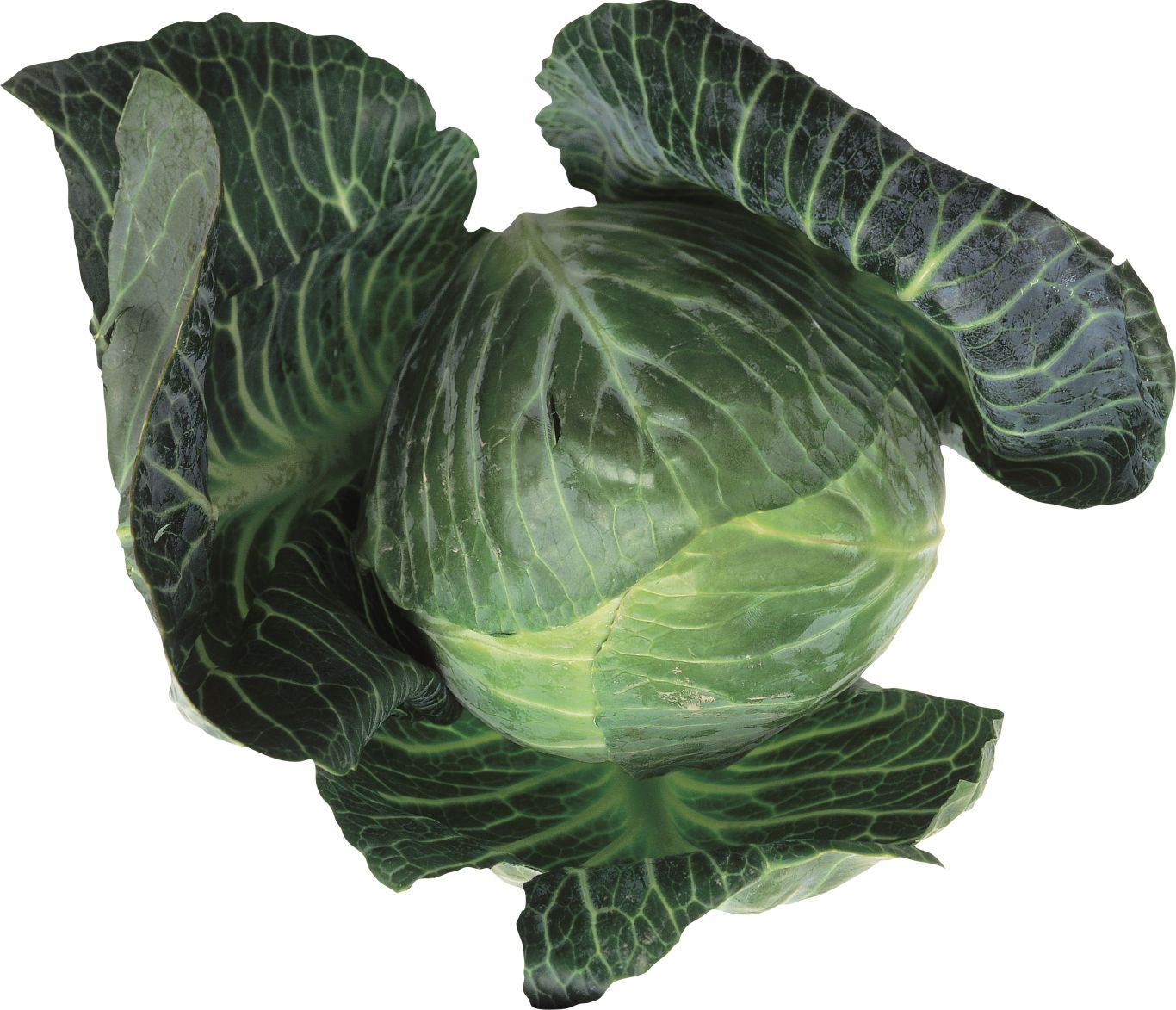 Cabbage PNG    图片编号:99100