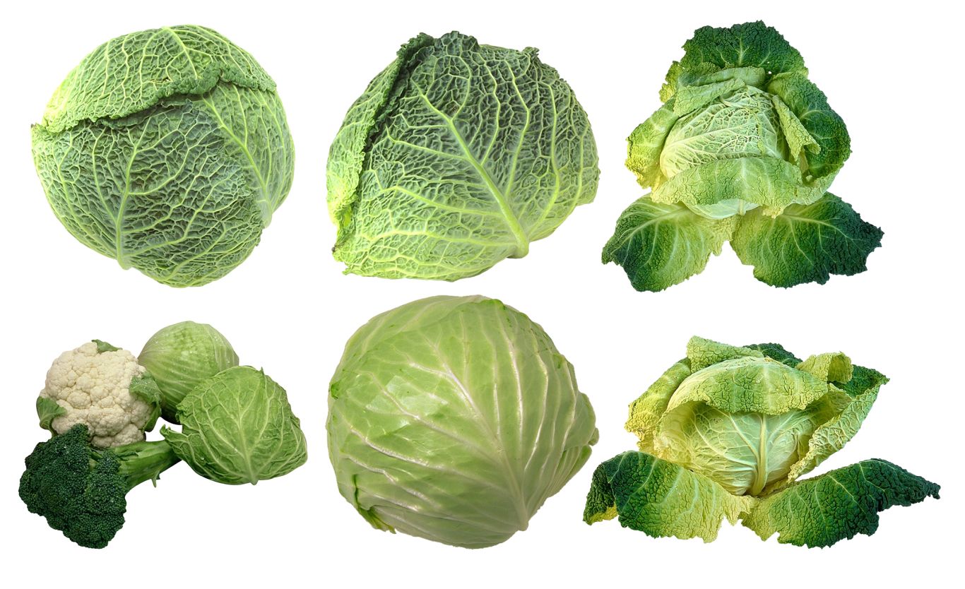 Cabbage PNG    图片编号:99104