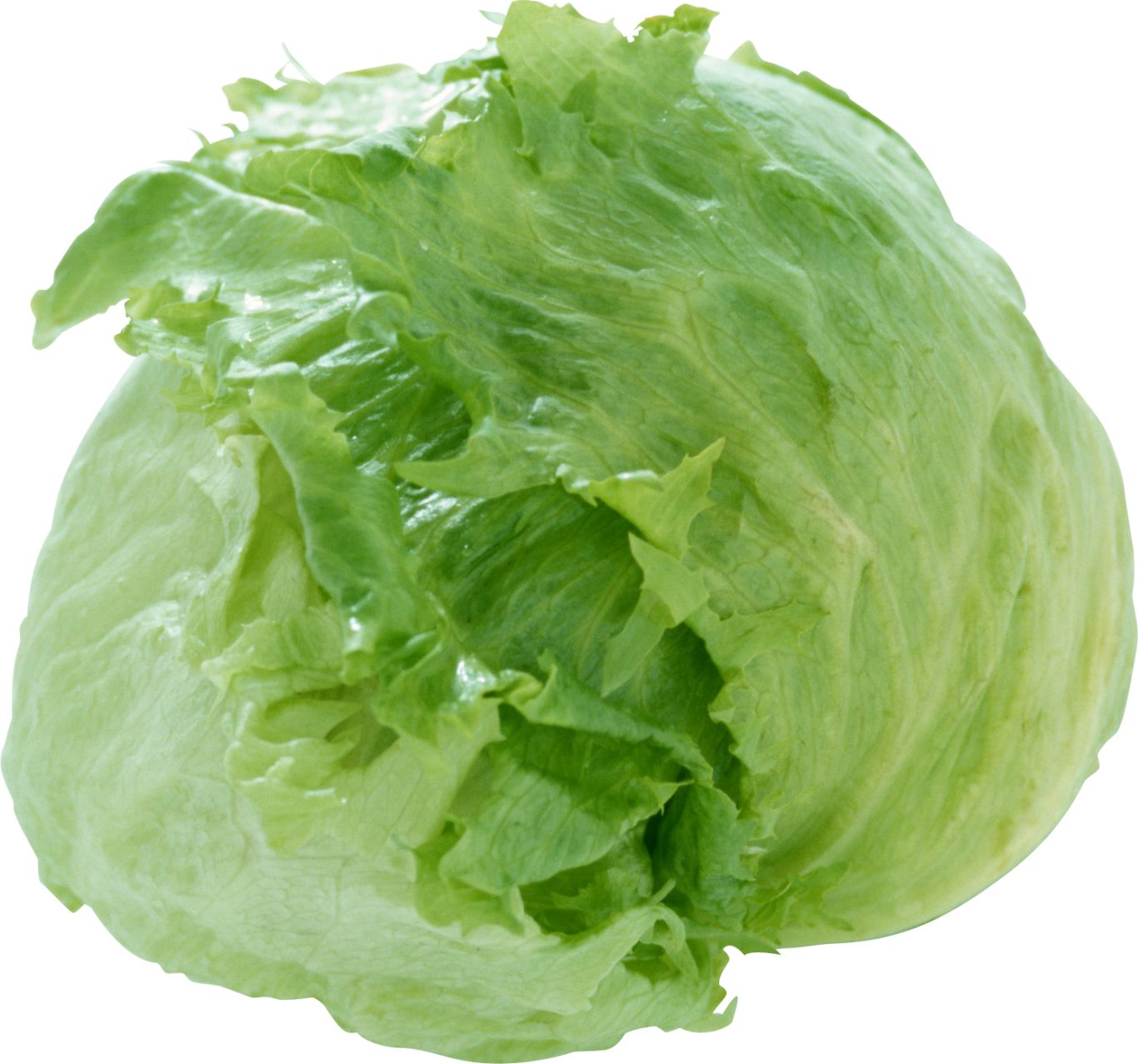 Cabbage PNG    图片编号:99105