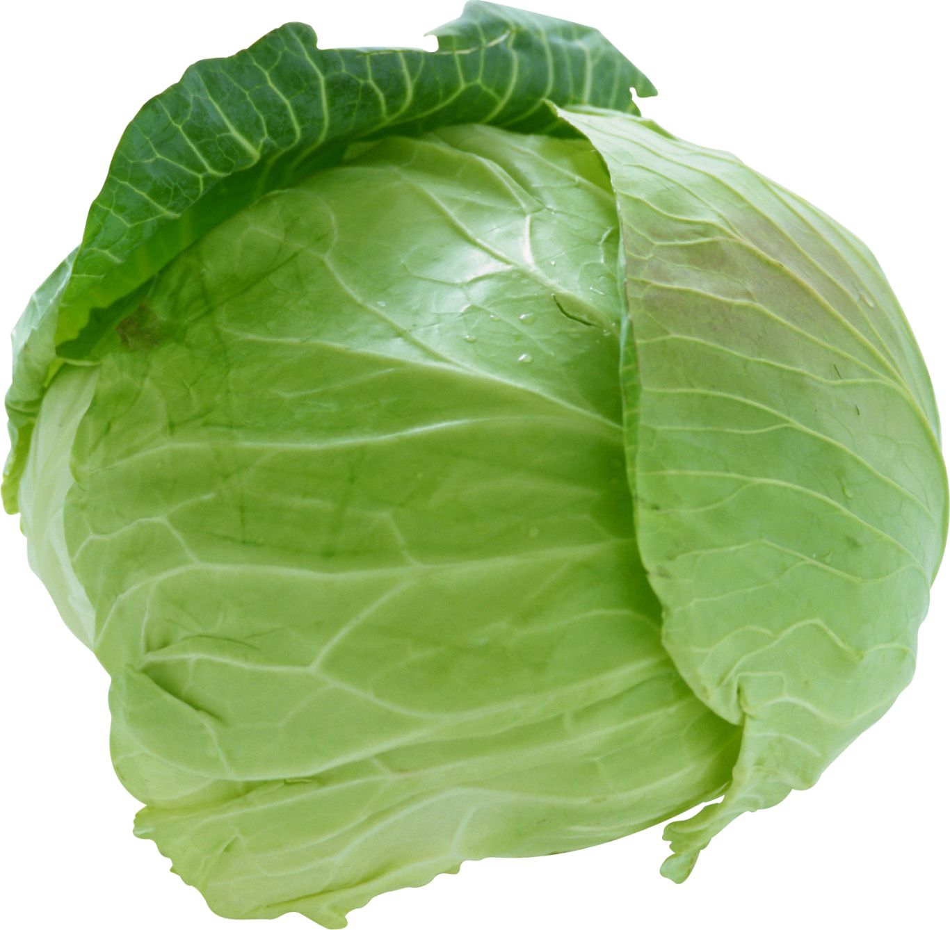 Cabbage PNG    图片编号:99106