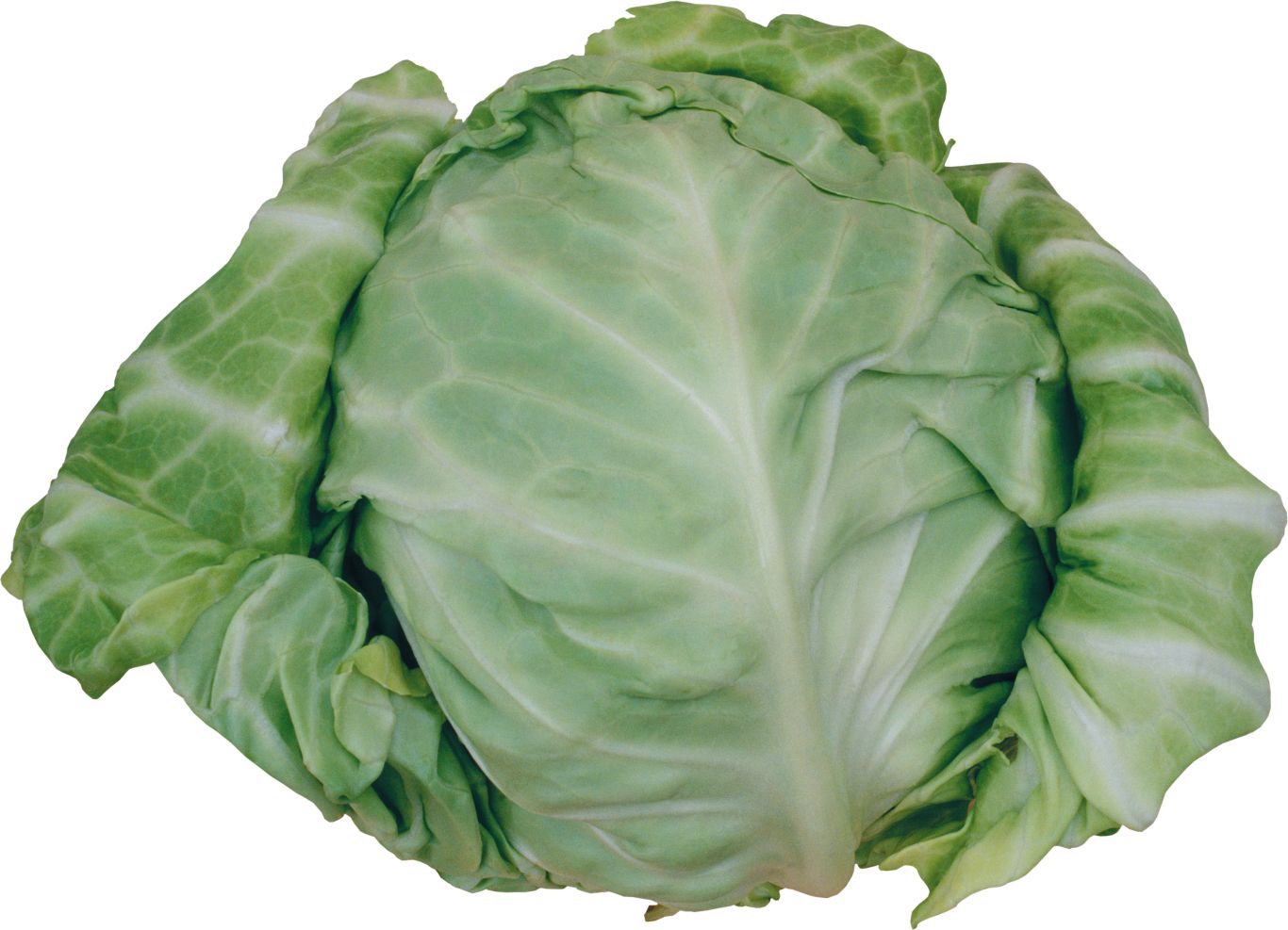 Cabbage PNG    图片编号:99109