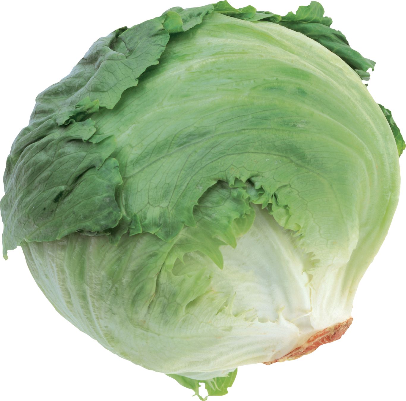 Cabbage PNG    图片编号:99110